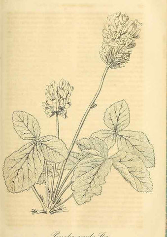 Reproducción/Reproduction 49689992523: Gartenflora.. Erlangen :F. Enke,1852-1940.. 