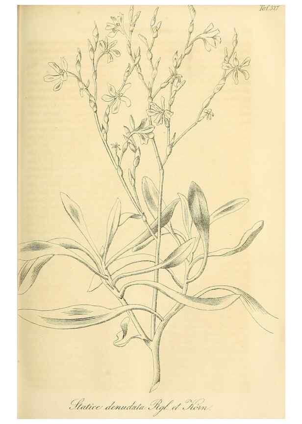 Reproducción/Reproduction 49690527821: Gartenflora.. Erlangen :F. Enke,1852-1940.. 
