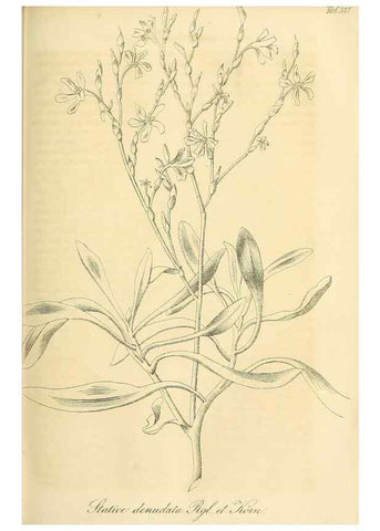 Reproducción/Reproduction 49690527821: Gartenflora.. Erlangen :F. Enke,1852-1940.. 