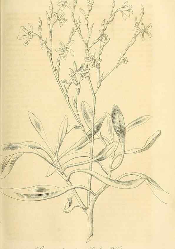 Reproducción/Reproduction 49690527821: Gartenflora.. Erlangen :F. Enke,1852-1940.. 