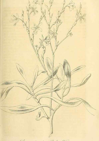 Reproducción/Reproduction 49690527821: Gartenflora.. Erlangen :F. Enke,1852-1940.. 