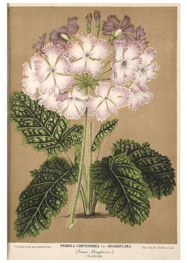 Reproducción/Reproduction 49690844492: L'Illustration horticole :. Gand, Belgium :Imprimerie et lithographie de F. et E. Gyselnyck,1854-1896.. 
