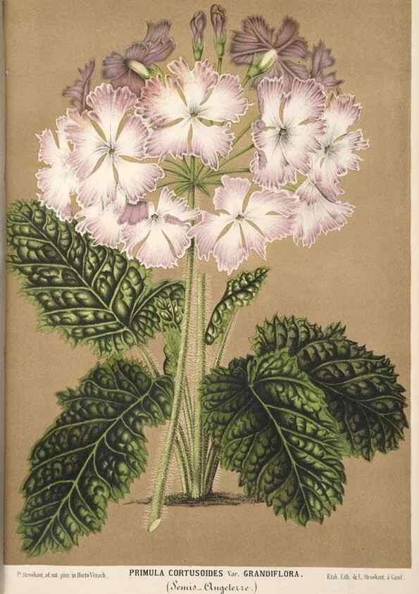 Reproducción/Reproduction 49690844492: L'Illustration horticole :. Gand, Belgium :Imprimerie et lithographie de F. et E. Gyselnyck,1854-1896.. 