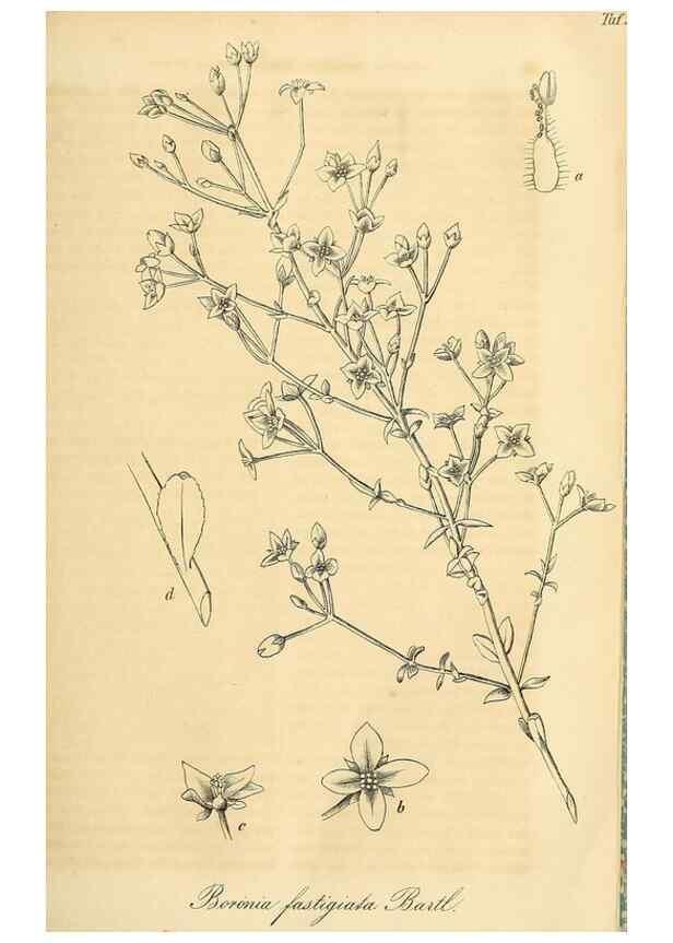 Reproducción/Reproduction 49690837417: Gartenflora.. Erlangen :F. Enke,1852-1940.. 