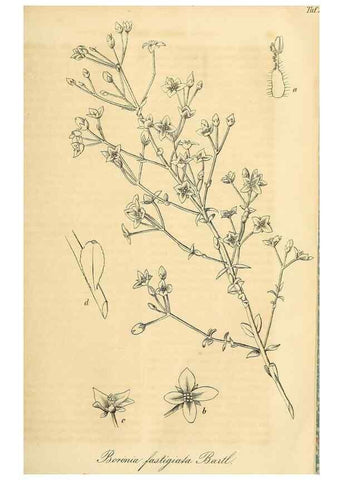 Reproducción/Reproduction 49690837417: Gartenflora.. Erlangen :F. Enke,1852-1940.. 