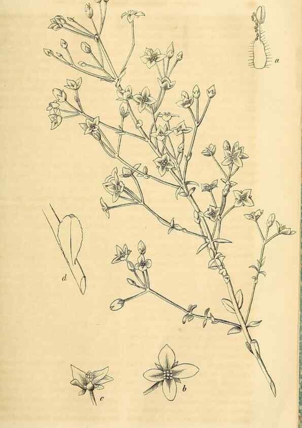 Reproducción/Reproduction 49690837417: Gartenflora.. Erlangen :F. Enke,1852-1940.. 