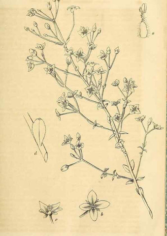 Reproducción/Reproduction 49690837417: Gartenflora.. Erlangen :F. Enke,1852-1940.. 