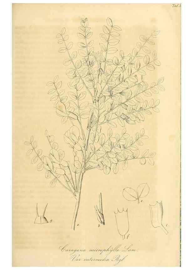 Reproducción/Reproduction 49689993873: Gartenflora.. Erlangen :F. Enke,1852-1940.. 