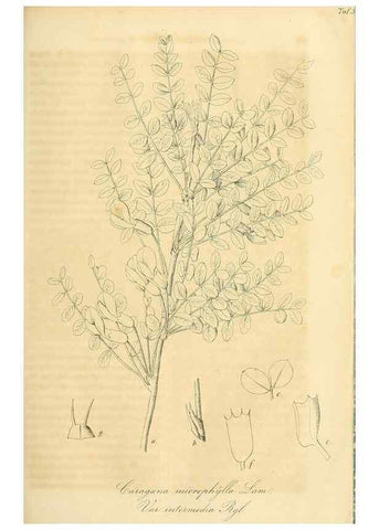 Reproducción/Reproduction 49689993873: Gartenflora.. Erlangen :F. Enke,1852-1940.. 