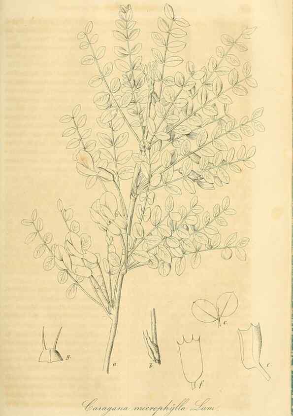 Reproducción/Reproduction 49689993873: Gartenflora.. Erlangen :F. Enke,1852-1940.. 