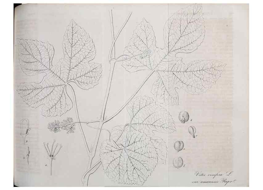 Reproducción/Reproduction 49689994098: Gartenflora.. Erlangen :F. Enke,1852-1940.. 