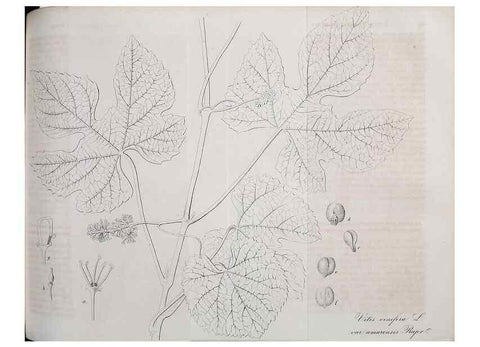 Reproducción/Reproduction 49689994098: Gartenflora.. Erlangen :F. Enke,1852-1940.. 