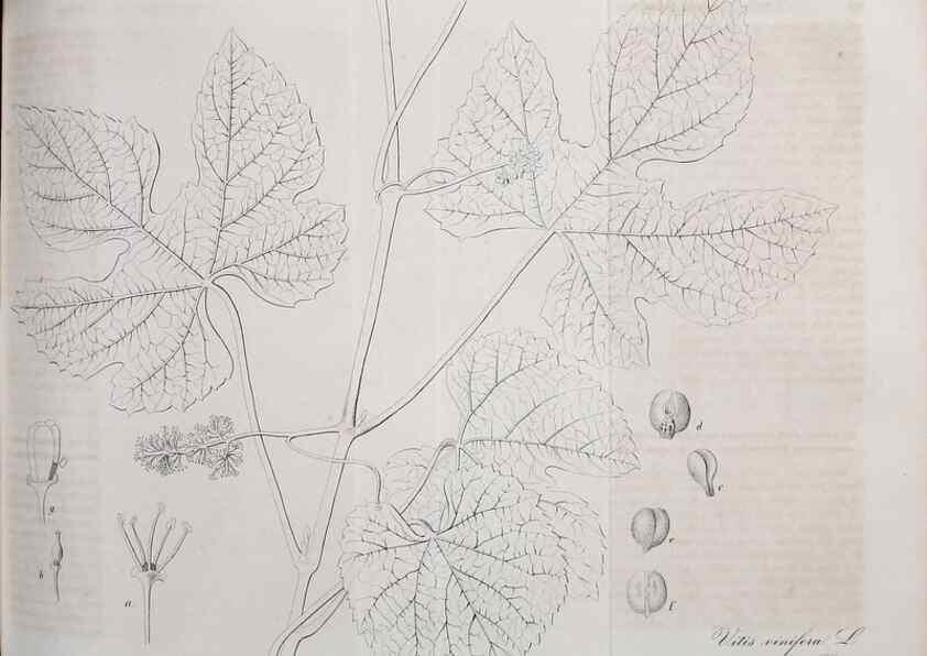 Reproducción/Reproduction 49689994098: Gartenflora.. Erlangen :F. Enke,1852-1940.. 