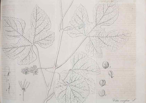 Reproducción/Reproduction 49689994098: Gartenflora.. Erlangen :F. Enke,1852-1940.. 