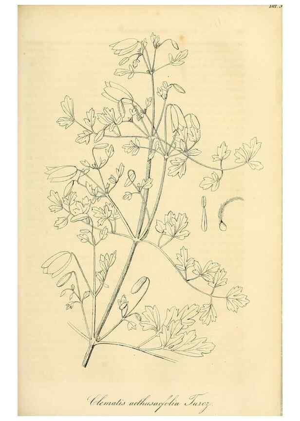 Reproducción/Reproduction 49690838387: Gartenflora.. Erlangen :F. Enke,1852-1940.. 