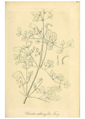 Reproducción/Reproduction 49690838387: Gartenflora.. Erlangen :F. Enke,1852-1940.. 