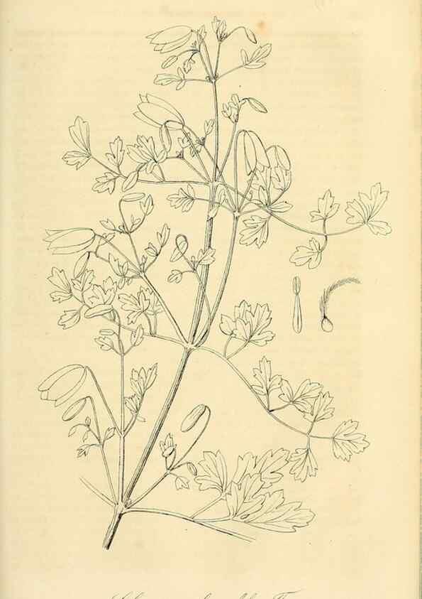 Reproducción/Reproduction 49690838387: Gartenflora.. Erlangen :F. Enke,1852-1940.. 