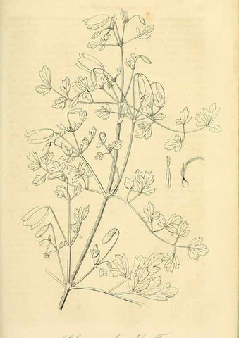 Reproducción/Reproduction 49690838387: Gartenflora.. Erlangen :F. Enke,1852-1940.. 