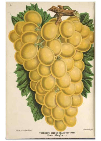 Reproducción/Reproduction 49690838682: L'Illustration horticole :. Gand, Belgium :Imprimerie et lithographie de F. et E. Gyselnyck,1854-1896.. 
