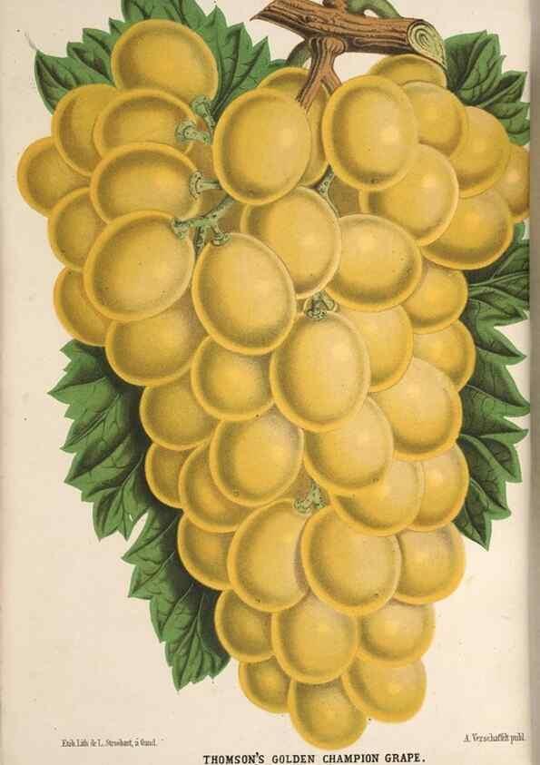 Reproducción/Reproduction 49690838682: L'Illustration horticole :. Gand, Belgium :Imprimerie et lithographie de F. et E. Gyselnyck,1854-1896.. 
