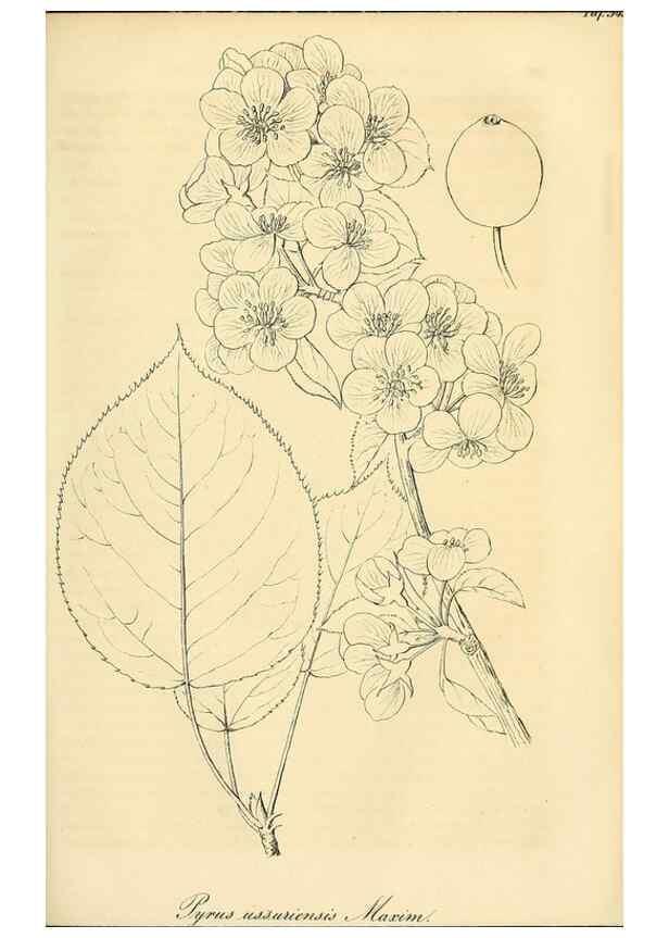 Reproducción/Reproduction 49690838827: Gartenflora.. Erlangen :F. Enke,1852-1940.. 