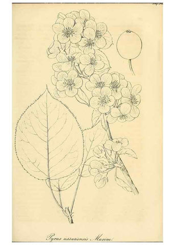 Reproducción/Reproduction 49690838827: Gartenflora.. Erlangen :F. Enke,1852-1940.. 