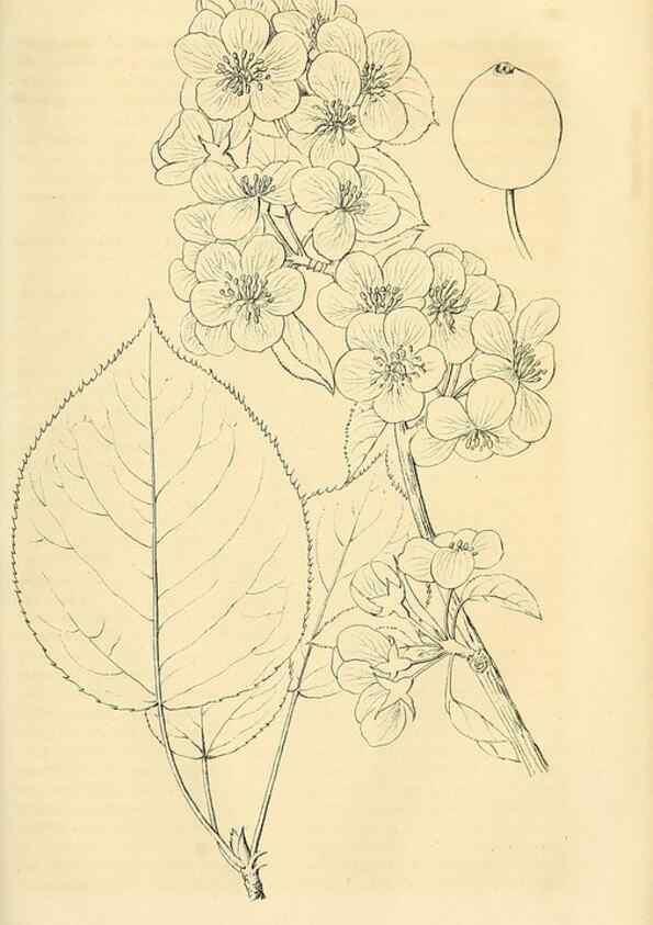 Reproducción/Reproduction 49690838827: Gartenflora.. Erlangen :F. Enke,1852-1940.. 
