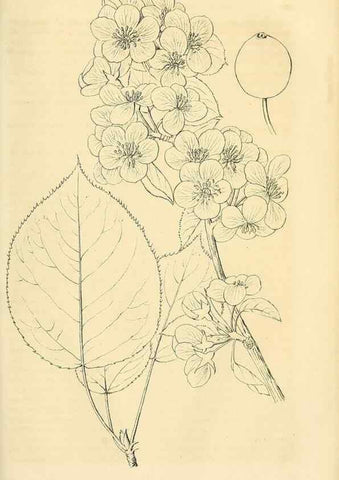 Reproducción/Reproduction 49690838827: Gartenflora.. Erlangen :F. Enke,1852-1940.. 