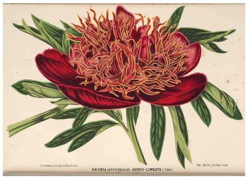 Reproducción/Reproduction 49690838977: L'Illustration horticole :. Gand, Belgium :Imprimerie et lithographie de F. et E. Gyselnyck,1854-1896.. 