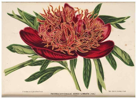 Reproducción/Reproduction 49690838977: L'Illustration horticole :. Gand, Belgium :Imprimerie et lithographie de F. et E. Gyselnyck,1854-1896.. 