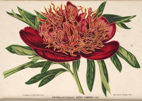 Reproducción/Reproduction 49690838977: L'Illustration horticole :. Gand, Belgium :Imprimerie et lithographie de F. et E. Gyselnyck,1854-1896.. 