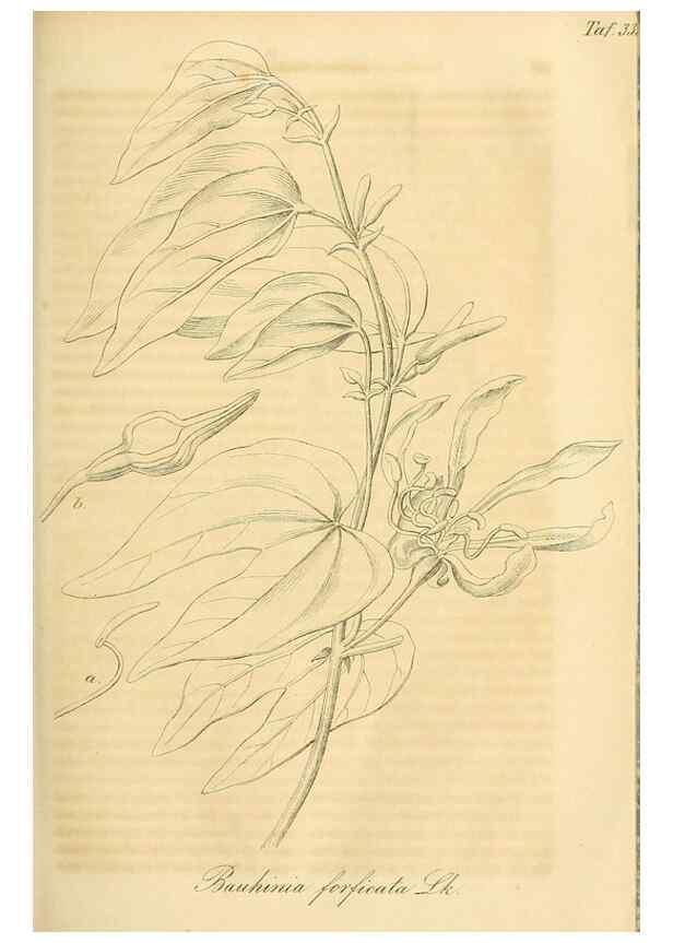 Reproducción/Reproduction 49690837622: Gartenflora.. Erlangen :F. Enke,1852-1940.. 