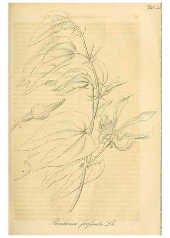 Reproducción/Reproduction 49690837622: Gartenflora.. Erlangen :F. Enke,1852-1940.. 