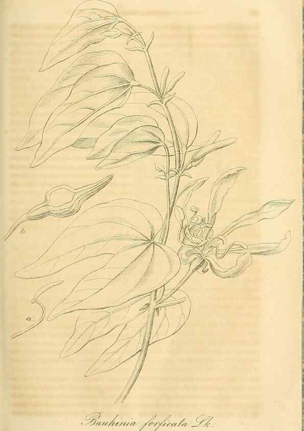 Reproducción/Reproduction 49690837622: Gartenflora.. Erlangen :F. Enke,1852-1940.. 