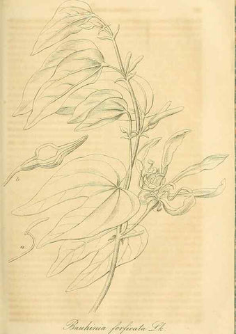 Reproducción/Reproduction 49690837622: Gartenflora.. Erlangen :F. Enke,1852-1940.. 
