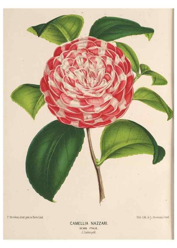 Reproducción/Reproduction 49690063013: L'Illustration horticole :. Gand, Belgium :Imprimerie et lithographie de F. et E. Gyselnyck,1854-1896.. 