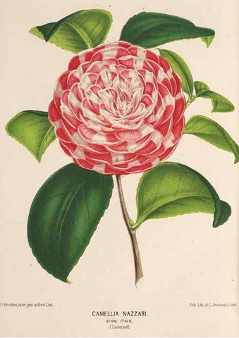 Reproducción/Reproduction 49690063013: L'Illustration horticole :. Gand, Belgium :Imprimerie et lithographie de F. et E. Gyselnyck,1854-1896.. 