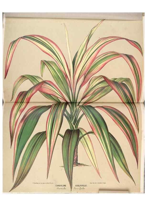 Reproducción/Reproduction 49690001098: L'Illustration horticole :. Gand, Belgium :Imprimerie et lithographie de F. et E. Gyselnyck,1854-1896.. 