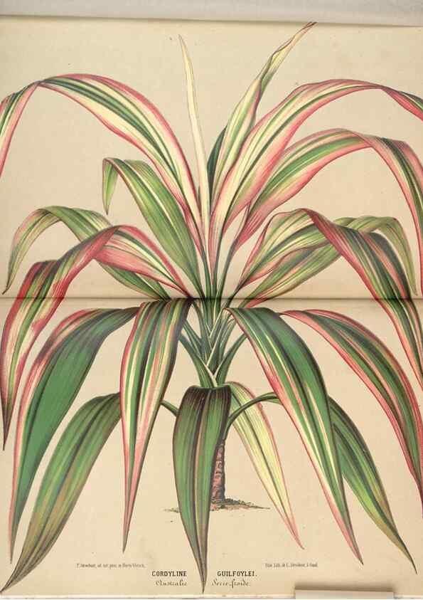 Reproducción/Reproduction 49690001098: L'Illustration horticole :. Gand, Belgium :Imprimerie et lithographie de F. et E. Gyselnyck,1854-1896.. 