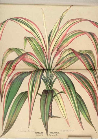 Reproducción/Reproduction 49690001098: L'Illustration horticole :. Gand, Belgium :Imprimerie et lithographie de F. et E. Gyselnyck,1854-1896.. 