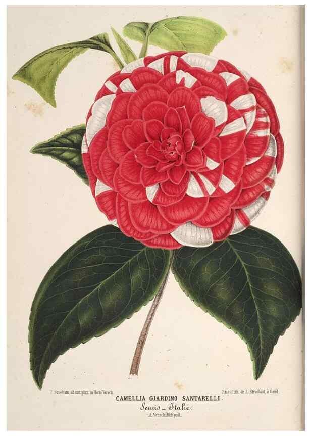 Reproducción/Reproduction 49690536336: L'Illustration horticole :. Gand, Belgium :Imprimerie et lithographie de F. et E. Gyselnyck,1854-1896.. 