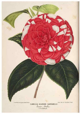 Reproducción/Reproduction 49690536336: L'Illustration horticole :. Gand, Belgium :Imprimerie et lithographie de F. et E. Gyselnyck,1854-1896.. 