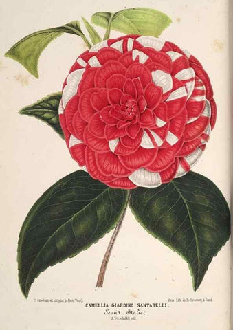 Reproducción/Reproduction 49690536336: L'Illustration horticole :. Gand, Belgium :Imprimerie et lithographie de F. et E. Gyselnyck,1854-1896.. 