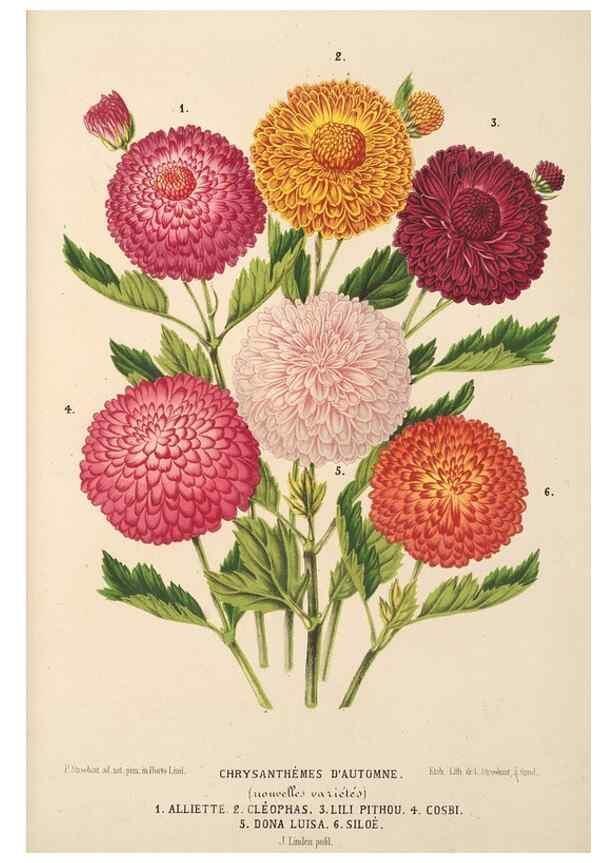 Reproducción/Reproduction 49690592371: L'Illustration horticole :. Gand, Belgium :Imprimerie et lithographie de F. et E. Gyselnyck,1854-1896.. 