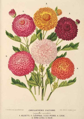 Reproducción/Reproduction 49690592371: L'Illustration horticole :. Gand, Belgium :Imprimerie et lithographie de F. et E. Gyselnyck,1854-1896.. 