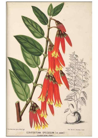 Reproducción/Reproduction 49690592661: L'Illustration horticole :. Gand, Belgium :Imprimerie et lithographie de F. et E. Gyselnyck,1854-1896.. 