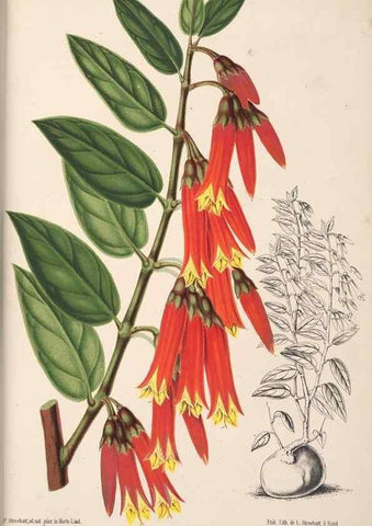 Reproducción/Reproduction 49690592661: L'Illustration horticole :. Gand, Belgium :Imprimerie et lithographie de F. et E. Gyselnyck,1854-1896.. 