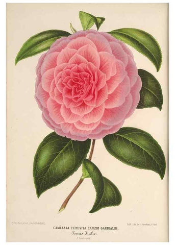 Reproducción/Reproduction 49690592921: L'Illustration horticole :. Gand, Belgium :Imprimerie et lithographie de F. et E. Gyselnyck,1854-1896.. 