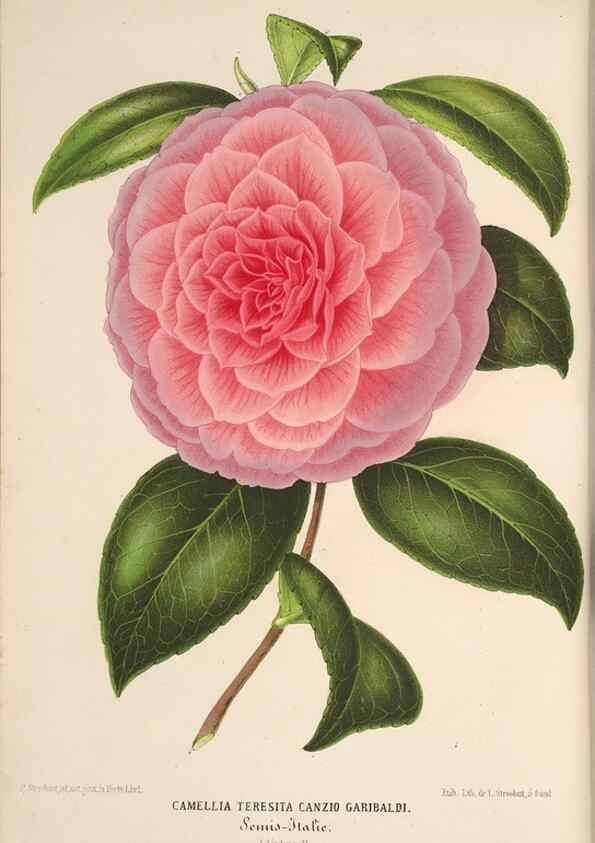 Reproducción/Reproduction 49690592921: L'Illustration horticole :. Gand, Belgium :Imprimerie et lithographie de F. et E. Gyselnyck,1854-1896.. 