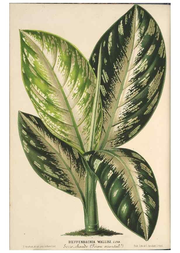 Reproducción/Reproduction 49690902177: L'Illustration horticole :. Gand, Belgium :Imprimerie et lithographie de F. et E. Gyselnyck,1854-1896.. 